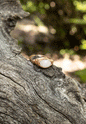 Rose Quartz Wire Wrapped Ring